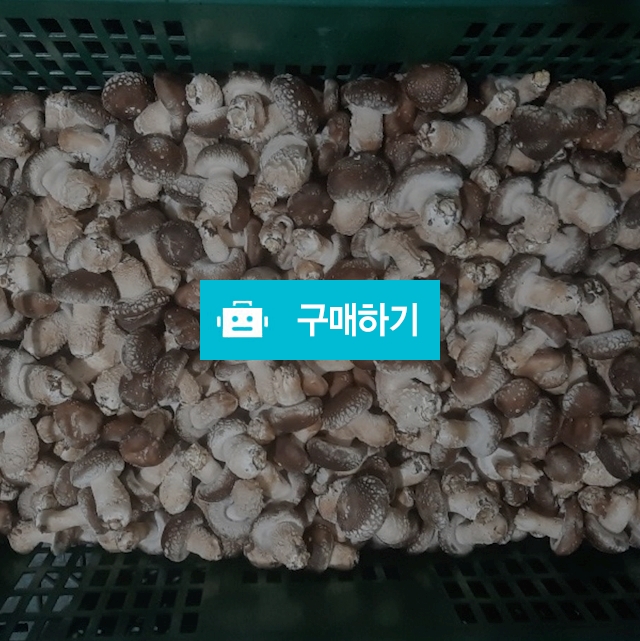 송화버섯/가정용3kg / 구미송화버섯 / 디비디비 / 구매하기 / 특가할인