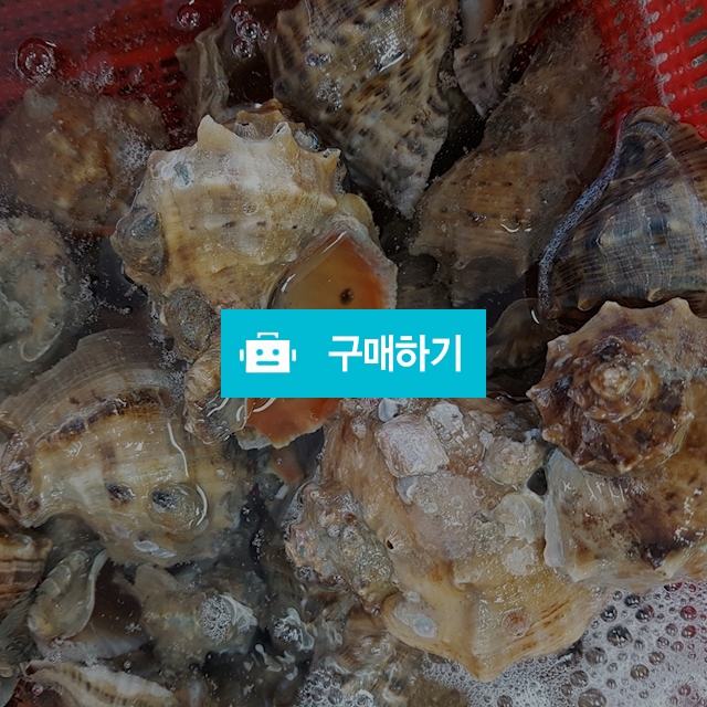 참소라, 15,000원, 태민수산님의 스토어 [디비디비] 참소라 | 15,000원