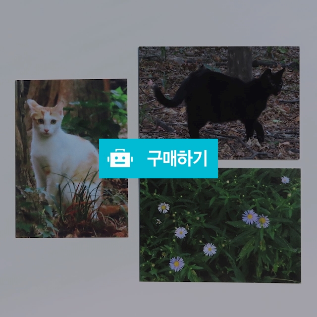 미니 카드 3종 - 고양이와 꽃 / 미안의 작업실 / 디비디비 / 구매하기 / 특가할인