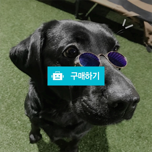 펫글라스 애완동물 선글라스 / 애견시대님의 스토어 / 디비디비 / 구매하기 / 특가할인
