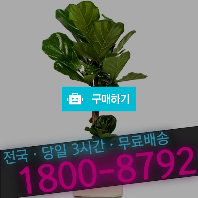떡갈나무 (전국배송 개업화분 식당 카페 관엽식물) / 엠플라워님의 스토어 / 디비디비 / 구매하기 / 특가할인