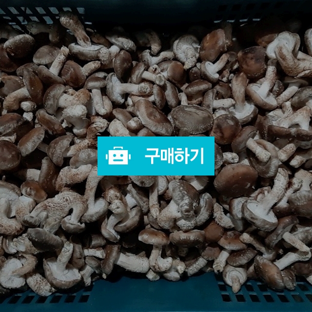 송혜농원/송화버섯/파지2kg~16,000원무료배송 / 송혜농원송화버섯님의 스토어 / 디비디비 / 구매하기 / 특가할인