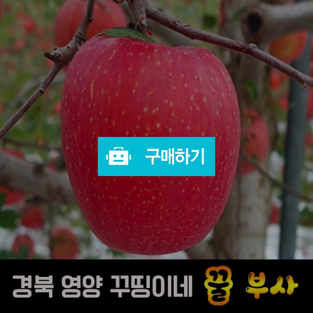 (첫출하)꾸띵이네 영양 꿀사과 10kg / 원데이푸드님의 스토어 / 디비디비 / 구매하기 / 특가할인