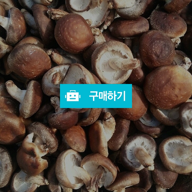 버섯 / 순희농장사무실님의 스토어 / 디비디비 / 구매하기 / 특가할인