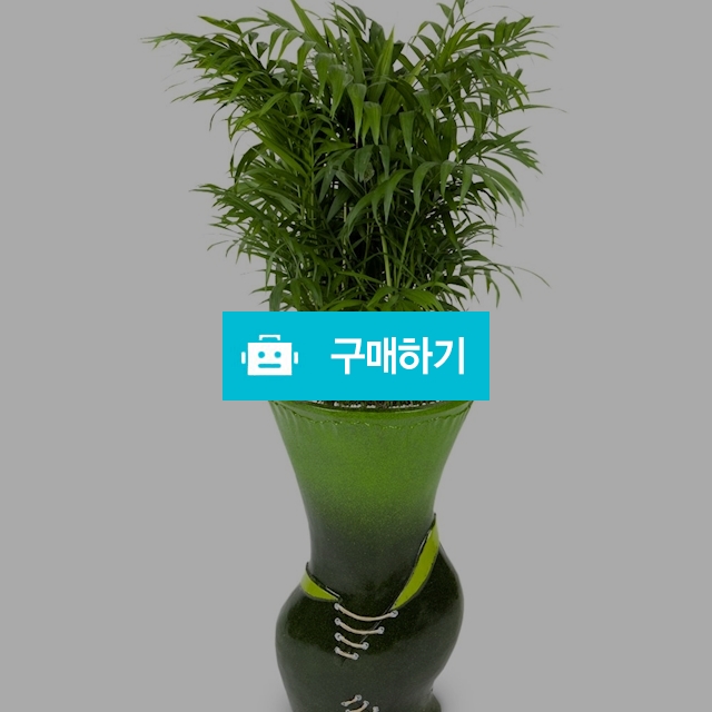 마블아레카야자 공기정화식물 화분배달 관엽식물 생일선물 전국 꽃배달서비스 / 젠틀맨꽃배달 / 디비디비 / 구매하기 / 특가할인