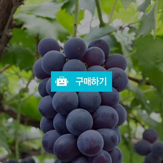 [품질보장] 거봉포도 1kg / 영 프루트 Young Fruits / 디비디비 / 구매하기 / 특가할인