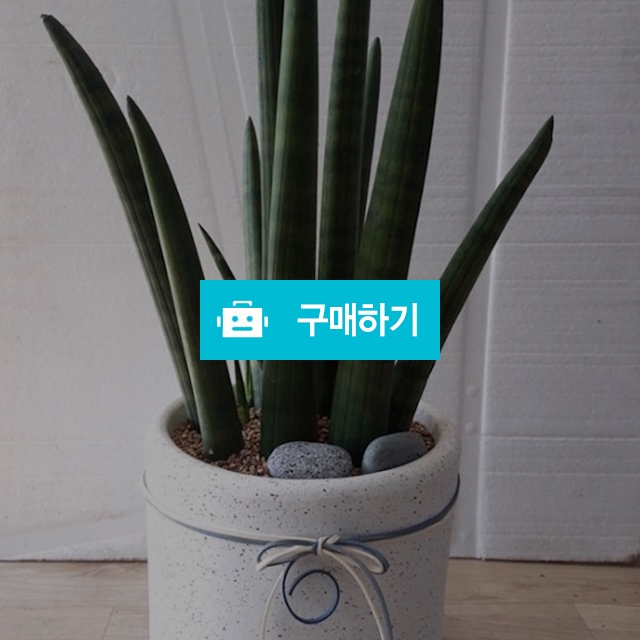 스투키 / 키스앤플라워님의 스토어 / 디비디비 / 구매하기 / 특가할인