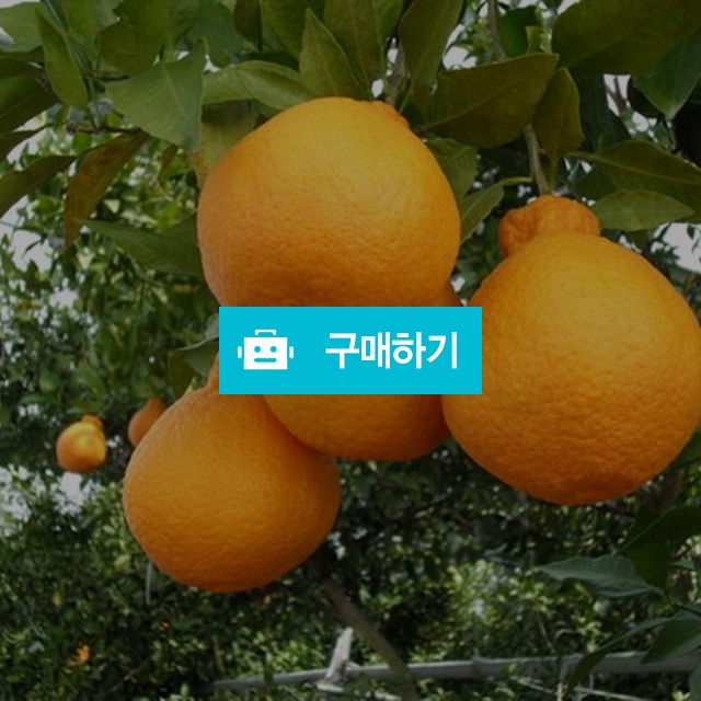 한라봉 10키로 (41~50과) / 삼촌네농수산 / 디비디비 / 구매하기 / 특가할인