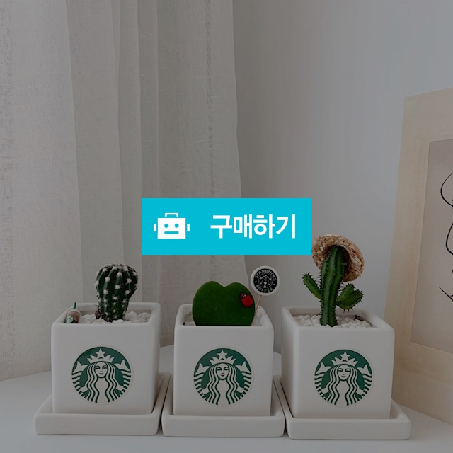 스타벅스선인장 / 플랜트랩님의 스토어 / 디비디비 / 구매하기 / 특가할인