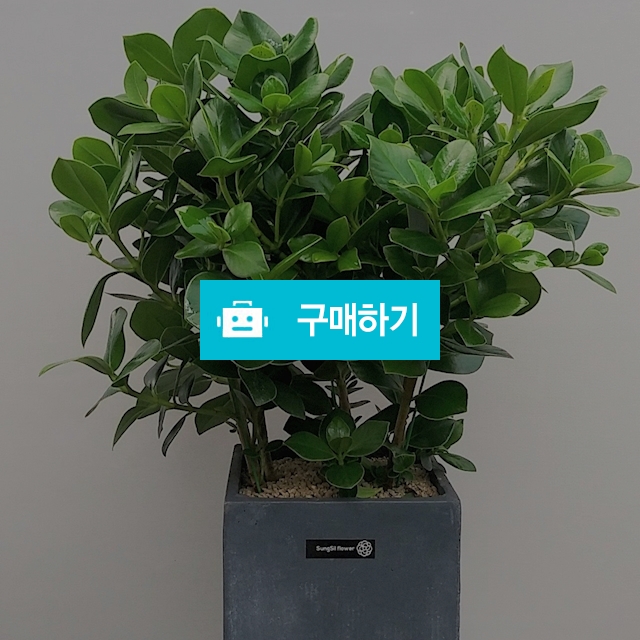 크루시아 시멘트고급분 / 식물판매장 플라워스토리 / 디비디비 / 구매하기 / 특가할인