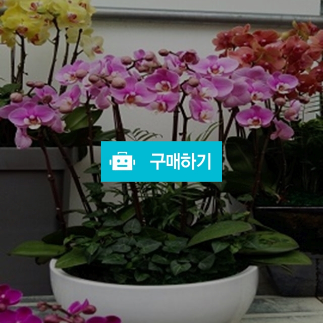 호접란 / 엔젤플라워 / 디비디비 / 구매하기 / 특가할인