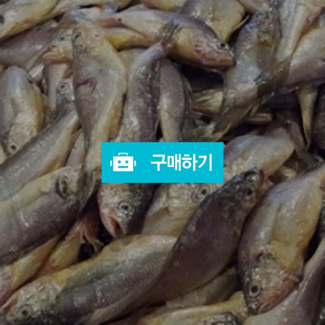 국산 냉동 짝조기 200마리 / 굴비댁님의 스토어 / 디비디비 / 구매하기 / 특가할인