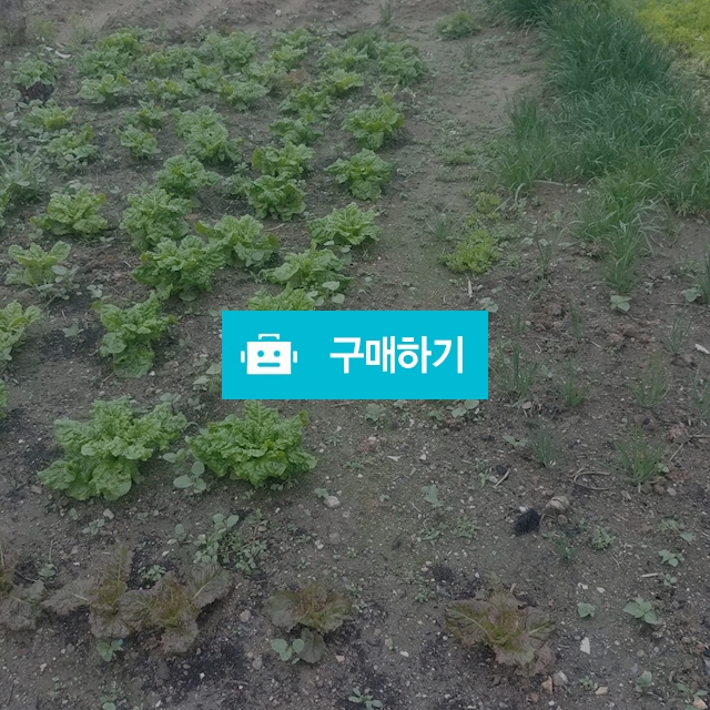 로메인상추 / 신선채소님의 스토어 / 디비디비 / 구매하기 / 특가할인