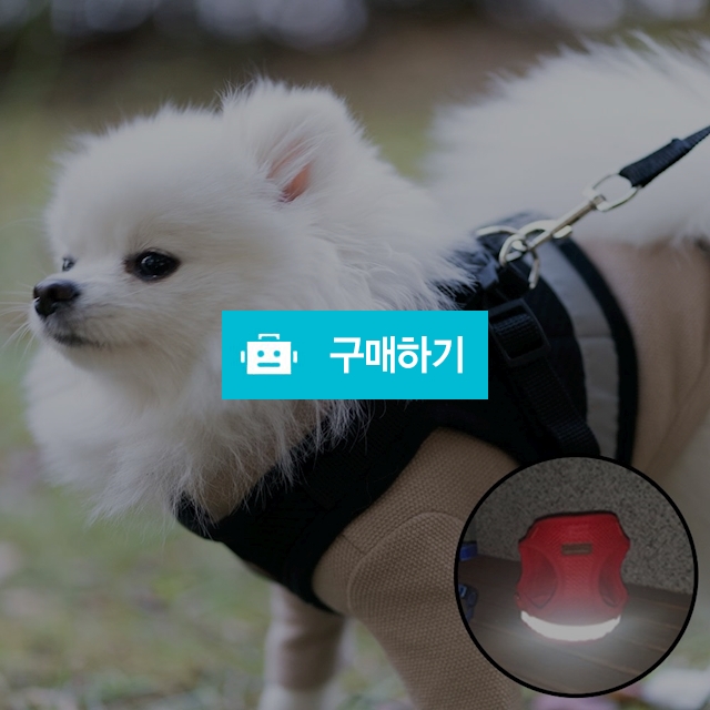 미즈펫 강아지 하네스 가슴줄 리드줄 블랙 / 지앤비스토어님의 스토어 / 디비디비 / 구매하기 / 특가할인