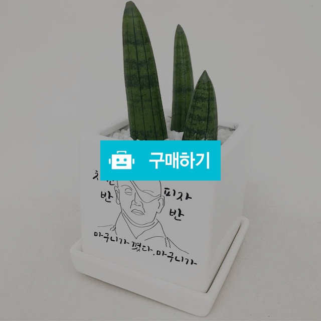 커스텀 마구니가꼈다 미니화분 / 미포님의 스토어 / 디비디비 / 구매하기 / 특가할인