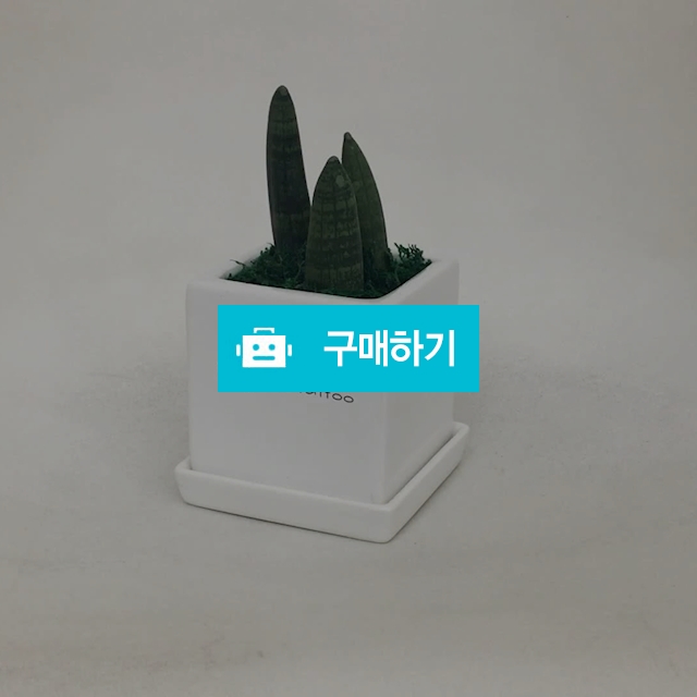 커스텀 메시지 미니화분 / 미포님의 스토어 / 디비디비 / 구매하기 / 특가할인