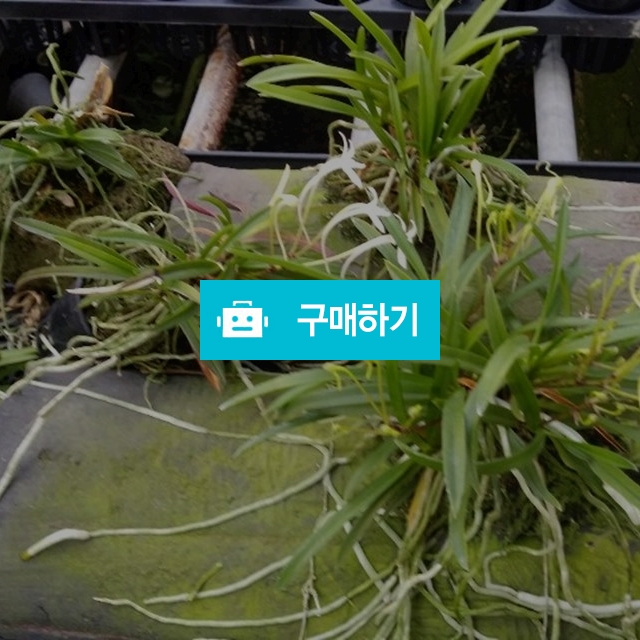 소엽풍란 / 향림난농원 / 디비디비 / 구매하기 / 특가할인