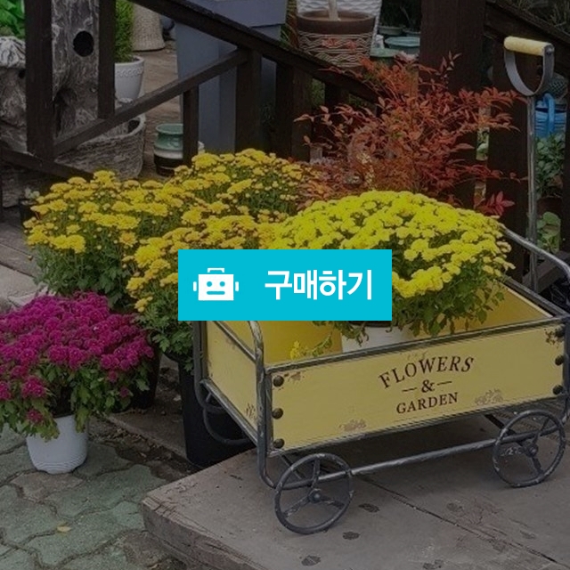 빈티지철제수레 / 리틀킨스님의 스토어 / 디비디비 / 구매하기 / 특가할인