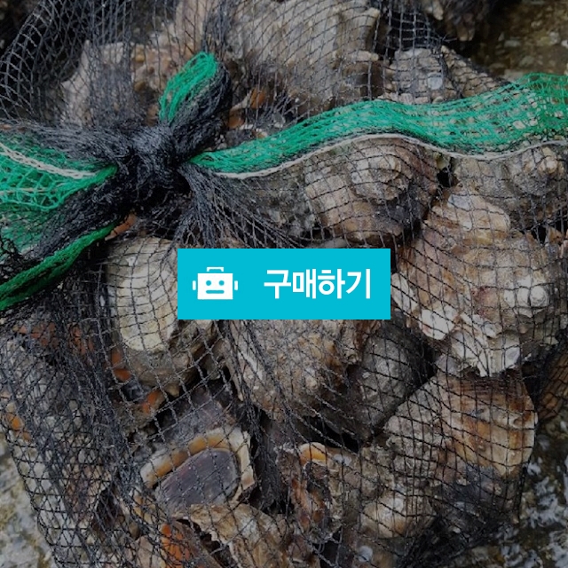 소라 kg당 10000~20000원 / 마량태민수산(중매인7번) / 디비디비 / 구매하기 / 특가할인