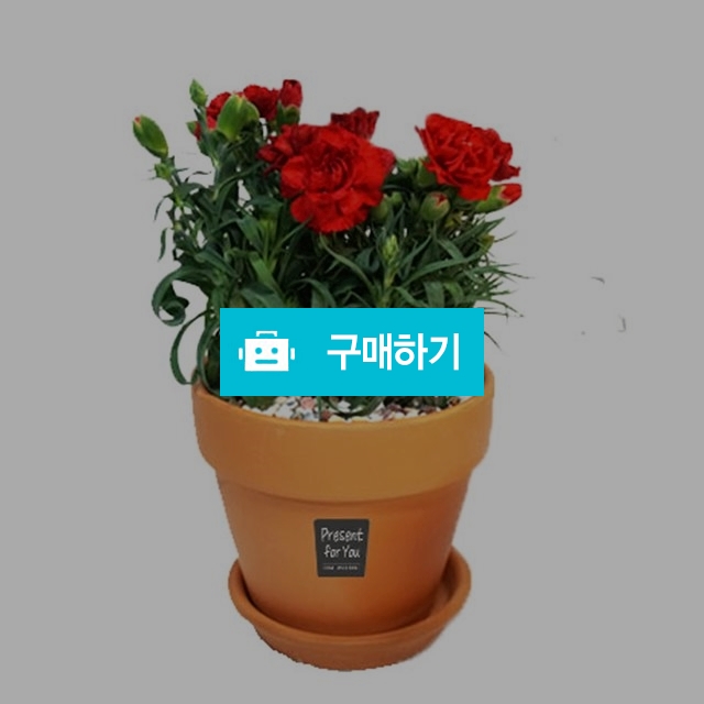 황토화분에 심은 카네이션 / 플로애나님의 스토어 / 디비디비 / 구매하기 / 특가할인