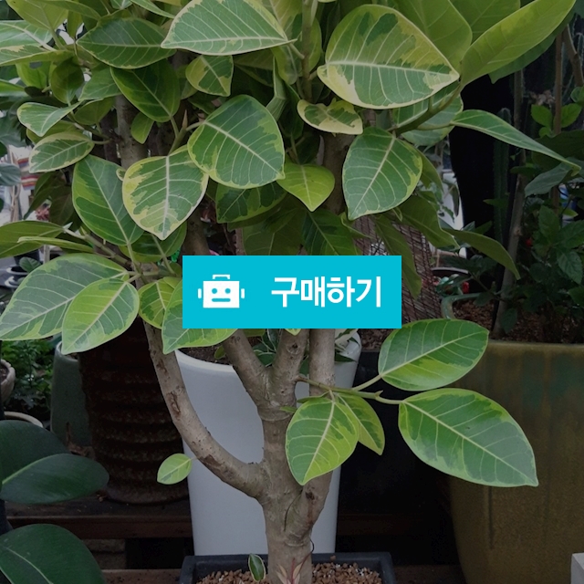뱅갈고무나무 / 키스앤플라워님의 스토어 / 디비디비 / 구매하기 / 특가할인
