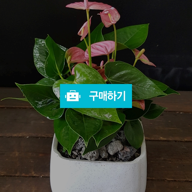 안스리움 / 소운플라워조경님의 스토어 / 디비디비 / 구매하기 / 특가할인