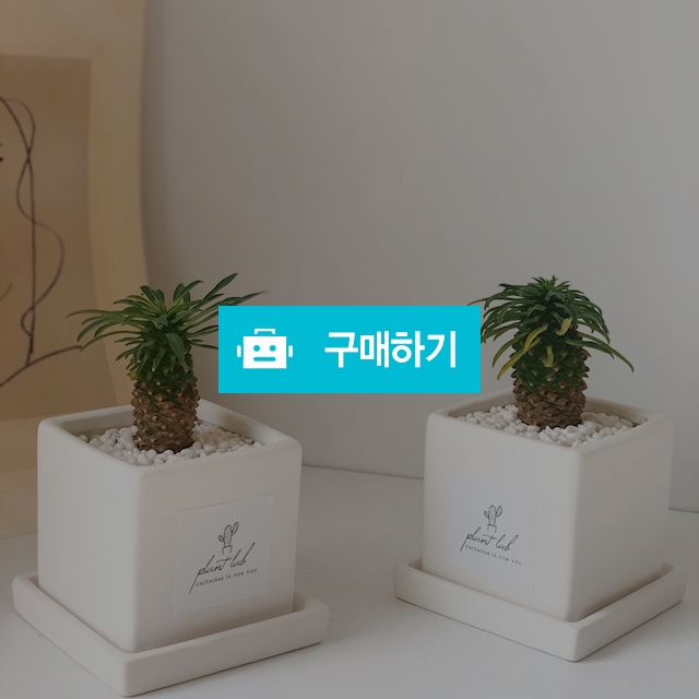 파인애플선인장 괴마옥  / 플랜트랩님의 스토어 / 디비디비 / 구매하기 / 특가할인