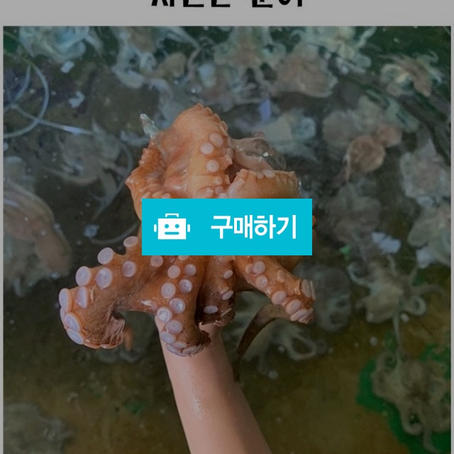 자연산 돌문어 / 마량태민수산(중매인7번) / 디비디비 / 구매하기 / 특가할인