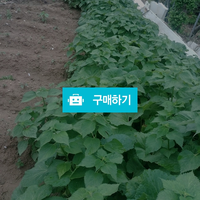 머위대 / 신선채소님의 스토어 / 디비디비 / 구매하기 / 특가할인