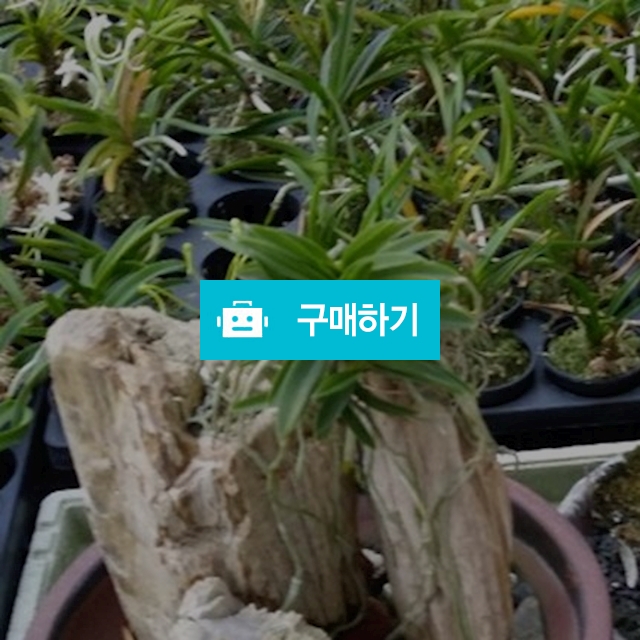 석부작 / 향림난농원 / 디비디비 / 구매하기 / 특가할인