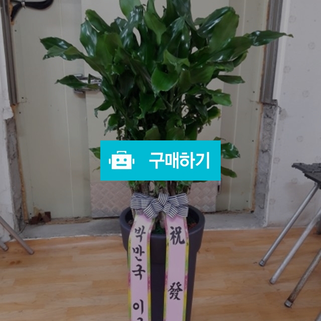황금죽 / 하트플라워 / 디비디비 / 구매하기 / 특가할인