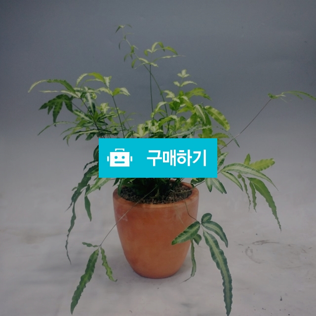 푸테리스 토분완성품(무료배송) / 가든앤테라스 / 디비디비 / 구매하기 / 특가할인