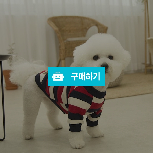 데일리 강아지 맨투맨 _ 레드 / 퍼피온님의 스토어 / 디비디비 / 구매하기 / 특가할인