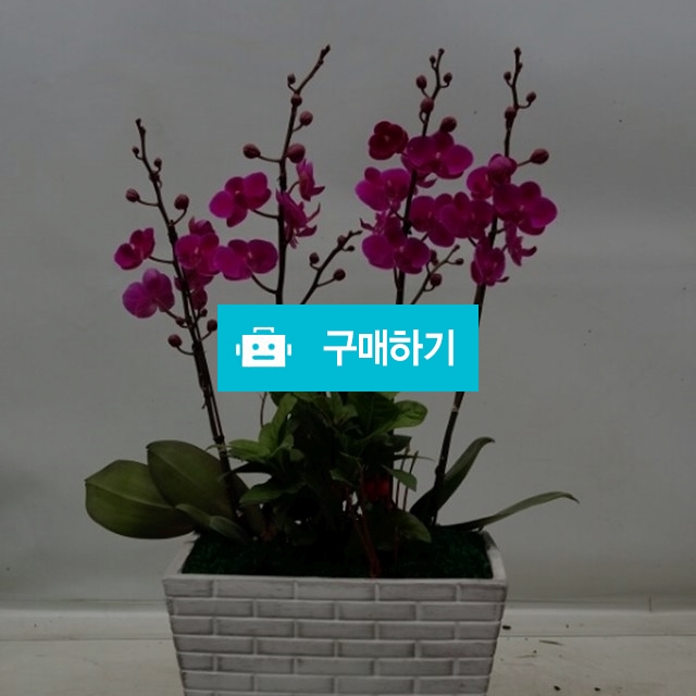 호접란 / 엔젤플라워 / 디비디비 / 구매하기 / 특가할인