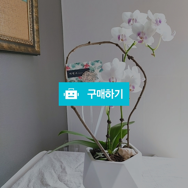 더빈스 서양난 / 더빈스님의 스토어 / 디비디비 / 구매하기 / 특가할인