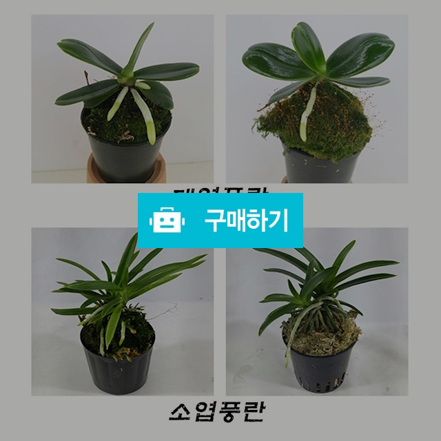 대엽풍란 / 한반도짱님의 스토어 / 디비디비 / 구매하기 / 특가할인