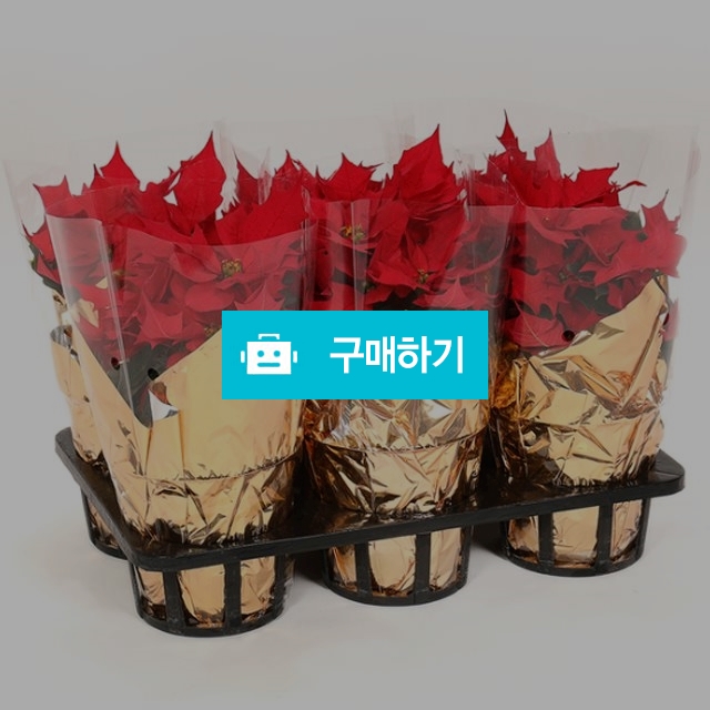 포인세티아6개/생화크리스마스장식품 파티용품이벤트용품선물트리데코 실내인테리어소품고급성탄절액세서리꾸미기정원카페용 / 다모아아토즈님의 스토어 / 디비디비 / 구매하기 / 특가할인