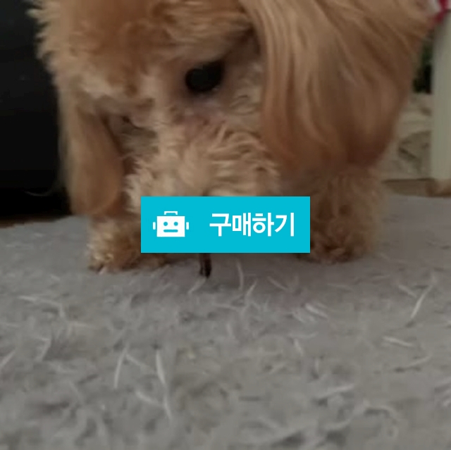 강아지 오래먹는 간식 불리스틱 초소형 11p / 개님의 모든 것 / 디비디비 / 구매하기 / 특가할인