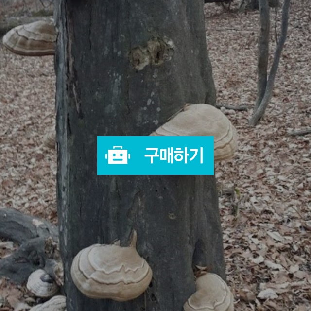 자연산 말굽버섯 300g 국산 국내 국내산 야생 말발굽버섯 / 보스타임상황버섯님의 스토어 / 디비디비 / 구매하기 / 특가할인