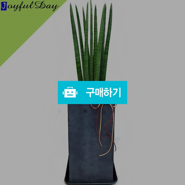 수투키 이전 개업화분 축하 전국꽃배달  / 070플라워님의 스토어 / 디비디비 / 구매하기 / 특가할인