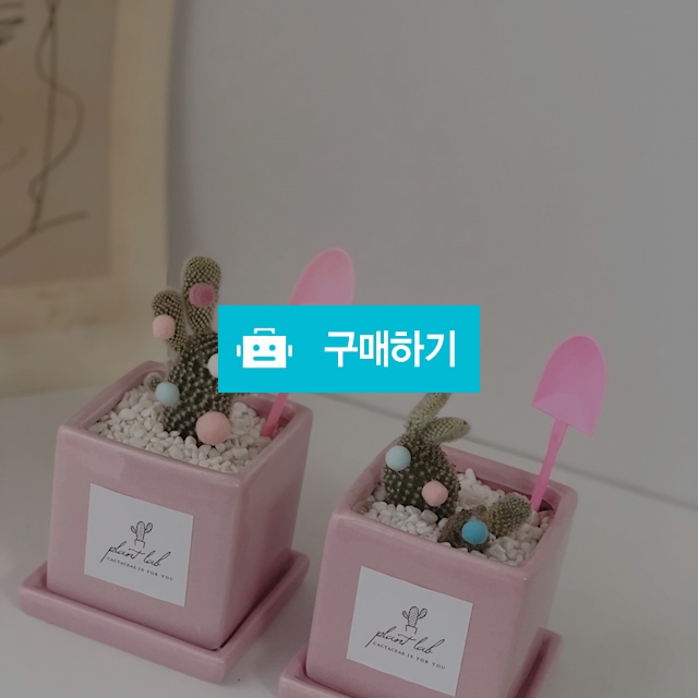 백도선 토끼귀 선인장 핑크화분 / 플랜트랩님의 스토어 / 디비디비 / 구매하기 / 특가할인