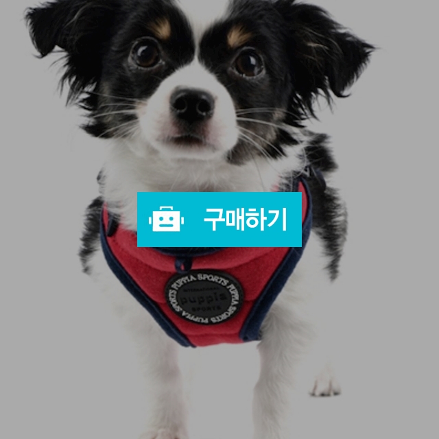 미스치프 하네스c타입(hc1561) / 왈왈펫님의 스토어 / 디비디비 / 구매하기 / 특가할인
