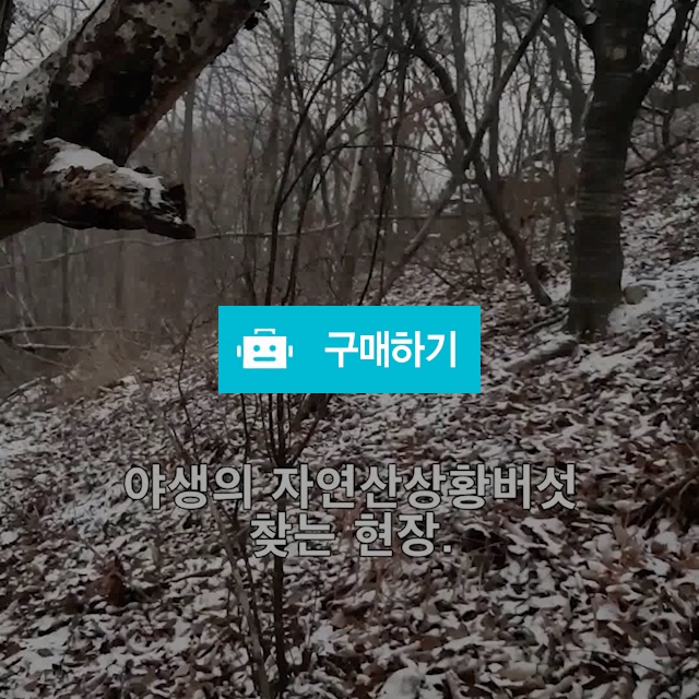 상황버섯 (국내산, 자연산) 재배아님, 100% 자연산 / 라이프스타일님의 스토어 / 디비디비 / 구매하기 / 특가할인