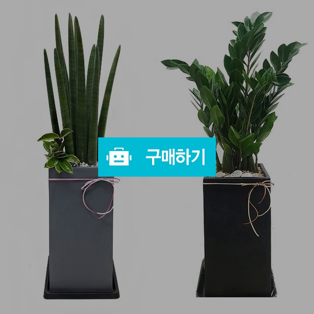 스투키 금전수 이전 사무실 식당 개업식화분 / 070플라워님의 스토어 / 디비디비 / 구매하기 / 특가할인