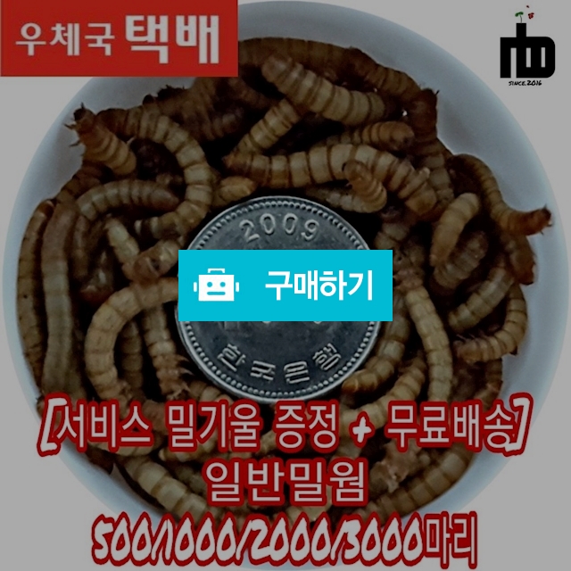 [초특가 행사] [nb밀웜] 500마리부터 생밀웜 식용곤충 고소애 소동물 먹이 / nb밀웜곤충농장님의 스토어 / 디비디비 / 구매하기 / 특가할인