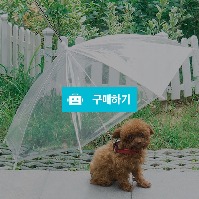강아지 산책우산 강아지우산 / 마이독님의 스토어 / 디비디비 / 구매하기 / 특가할인