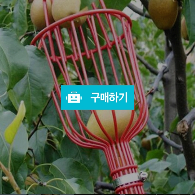 과일피커 정원 바구니 캐처 사과 복숭아 따기 농장 / 찍신님의 스토어 / 디비디비 / 구매하기 / 특가할인