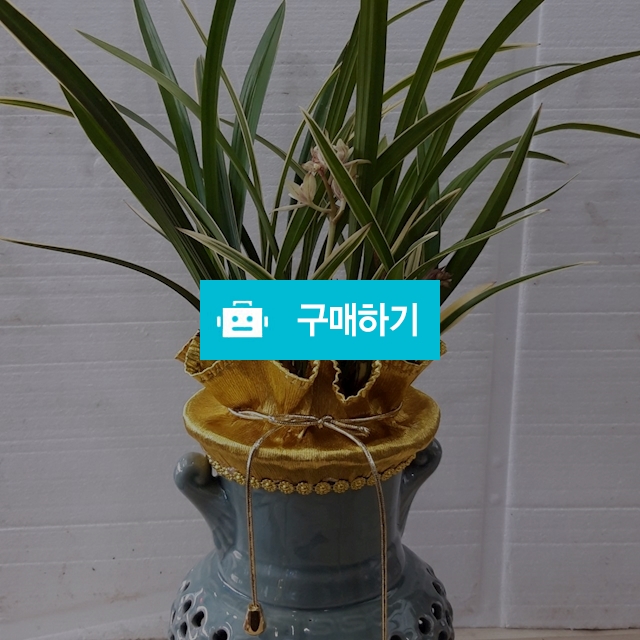 황룡금 / 키스앤플라워님의 스토어 / 디비디비 / 구매하기 / 특가할인