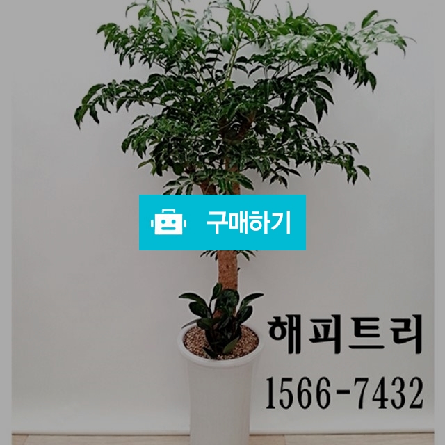 해피트리 개업선물 축하화분 전국꽃배달 / 플라워타임844님의 스토어 / 디비디비 / 구매하기 / 특가할인