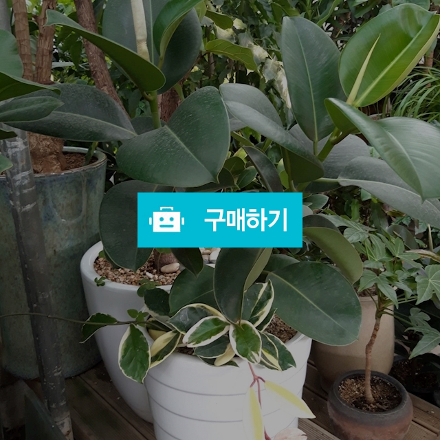 고무나무 / 키스앤플라워님의 스토어 / 디비디비 / 구매하기 / 특가할인
